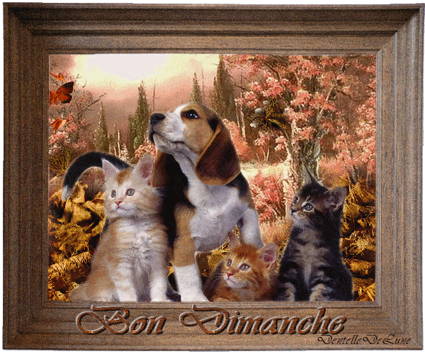Beagle Noel Starnimo