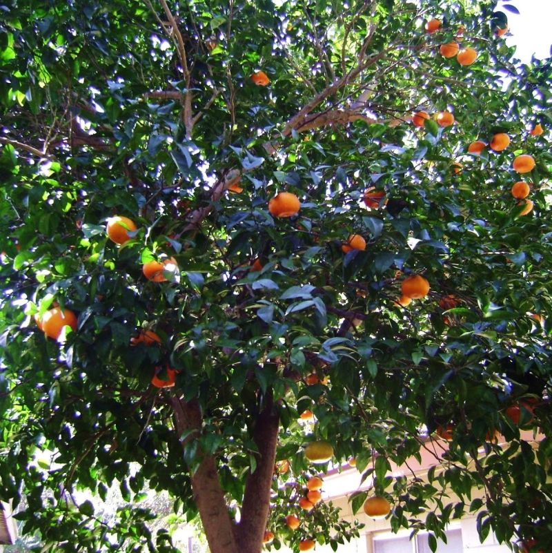 Dancy Mandarin Star Nursery Garden and Rock Centers