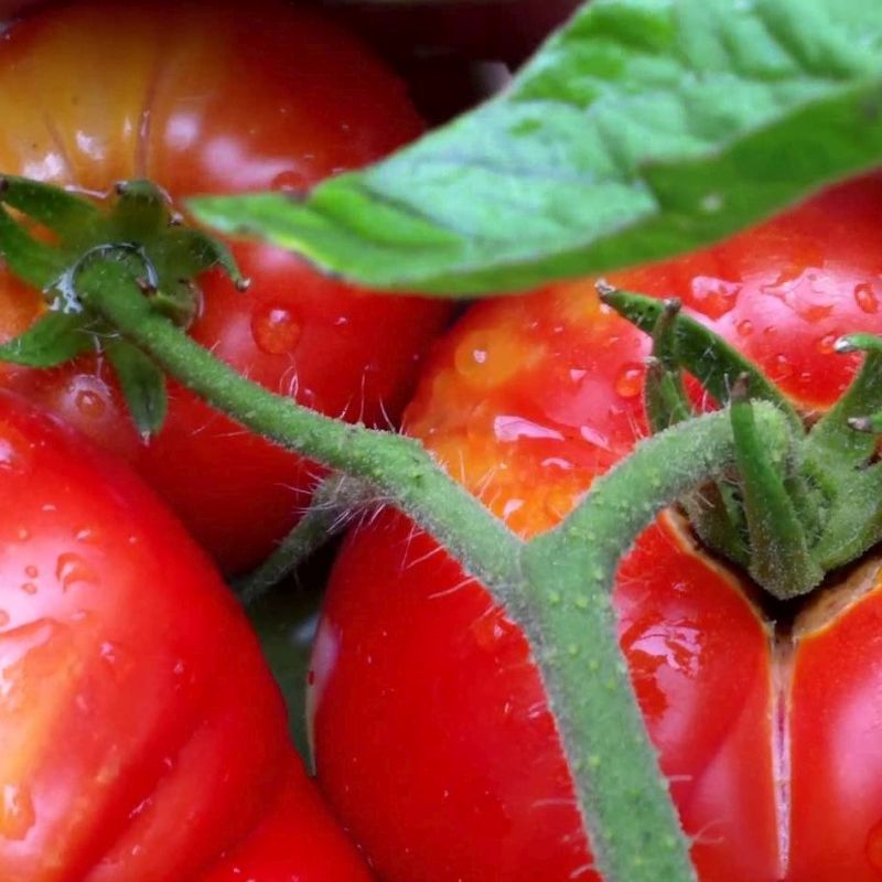 Beefmaster Tomato