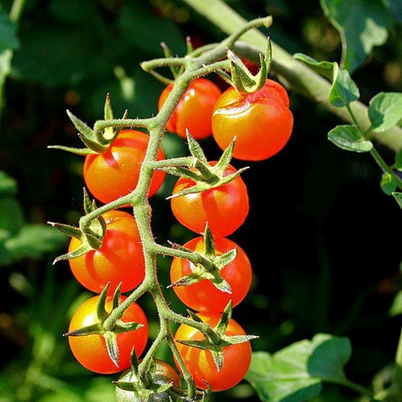 Cherry Tomato