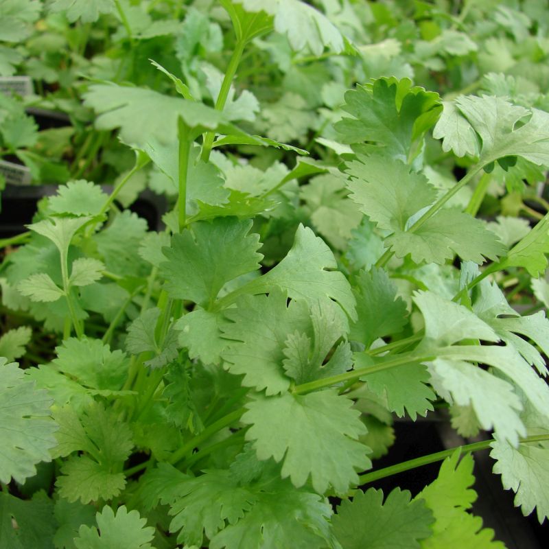 Cilantro