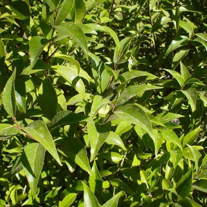 Compact Xylosma tree Star Nursery Garden and Rock Centers