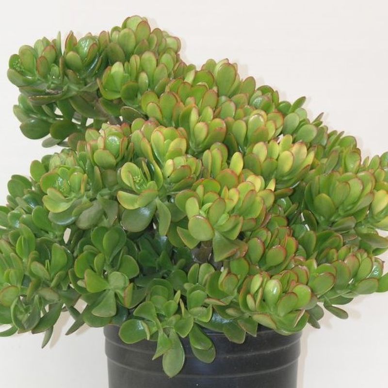Dwarf Jade Plant