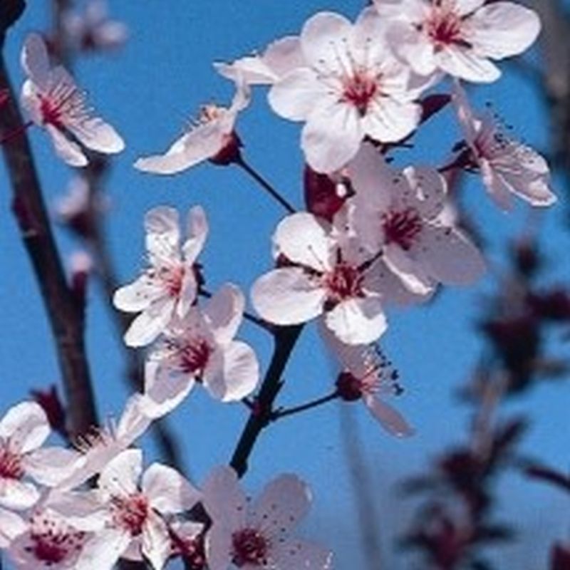 Flowering Plum