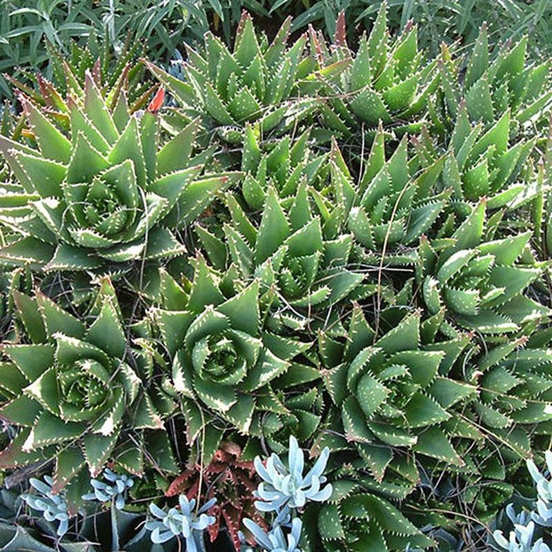 Gold Tooth Aloe