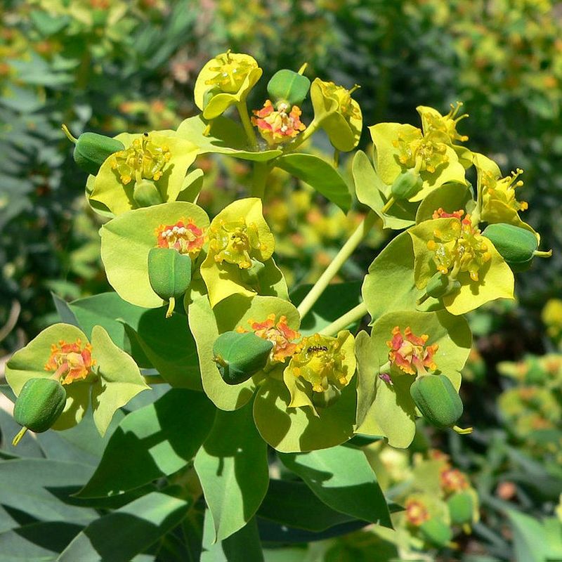 Gopher Plant