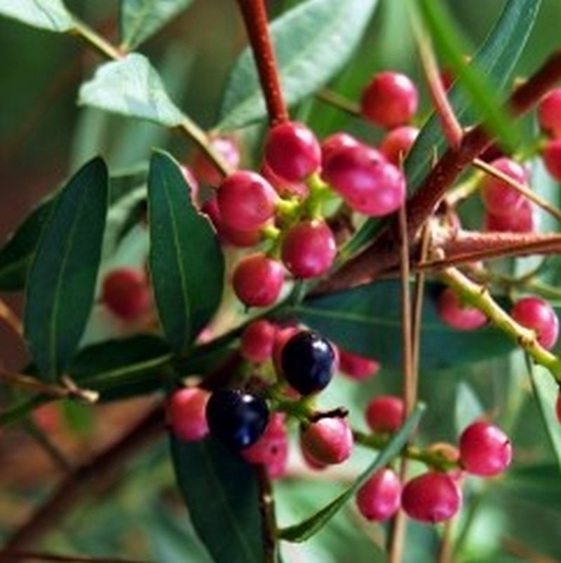 Mastic Tree Low Branch
