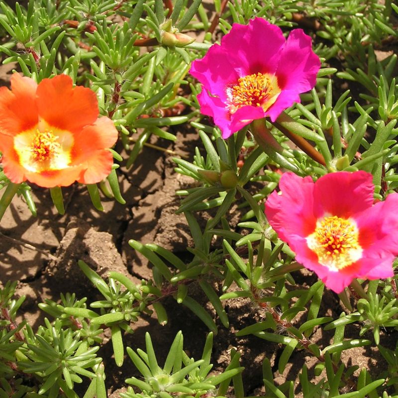 Moss Rose Star Nursery Garden and Rock Centers
