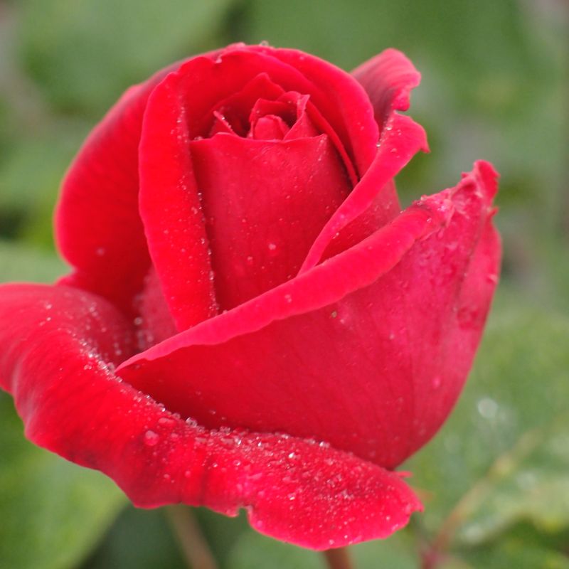 Mister Lincoln Rose Star Nursery Garden and Rock Centers
