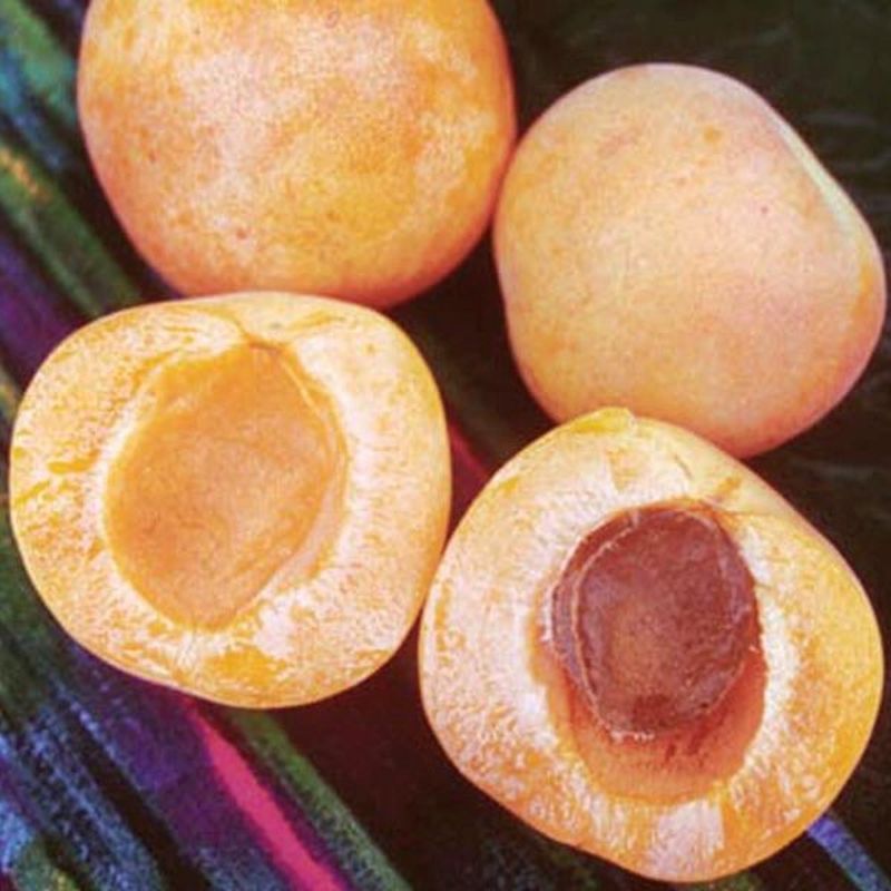 Royal Apricot