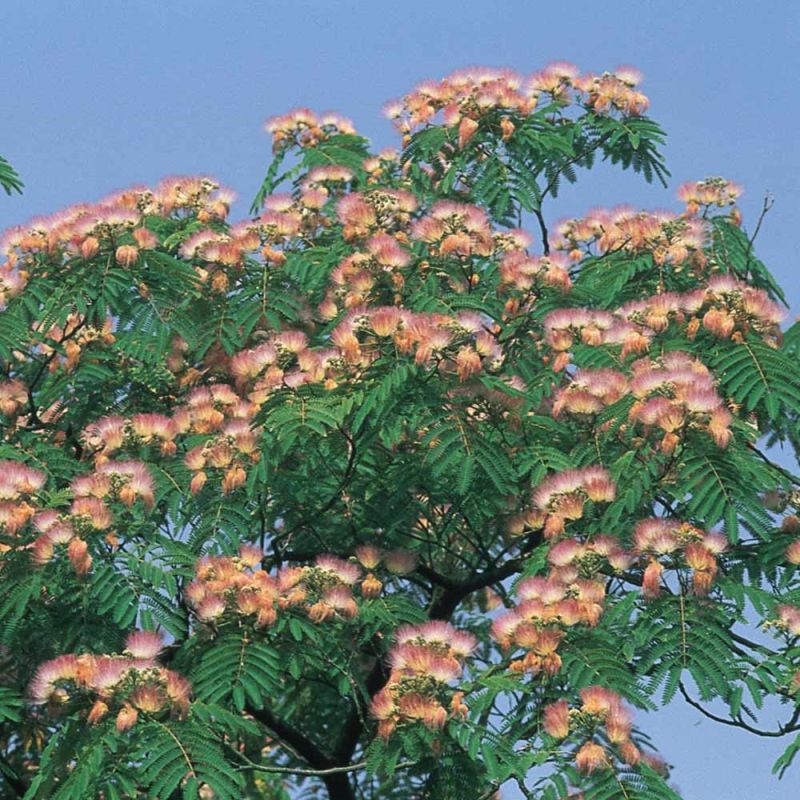 Silk Tree Star Nursery Garden and Rock Centers