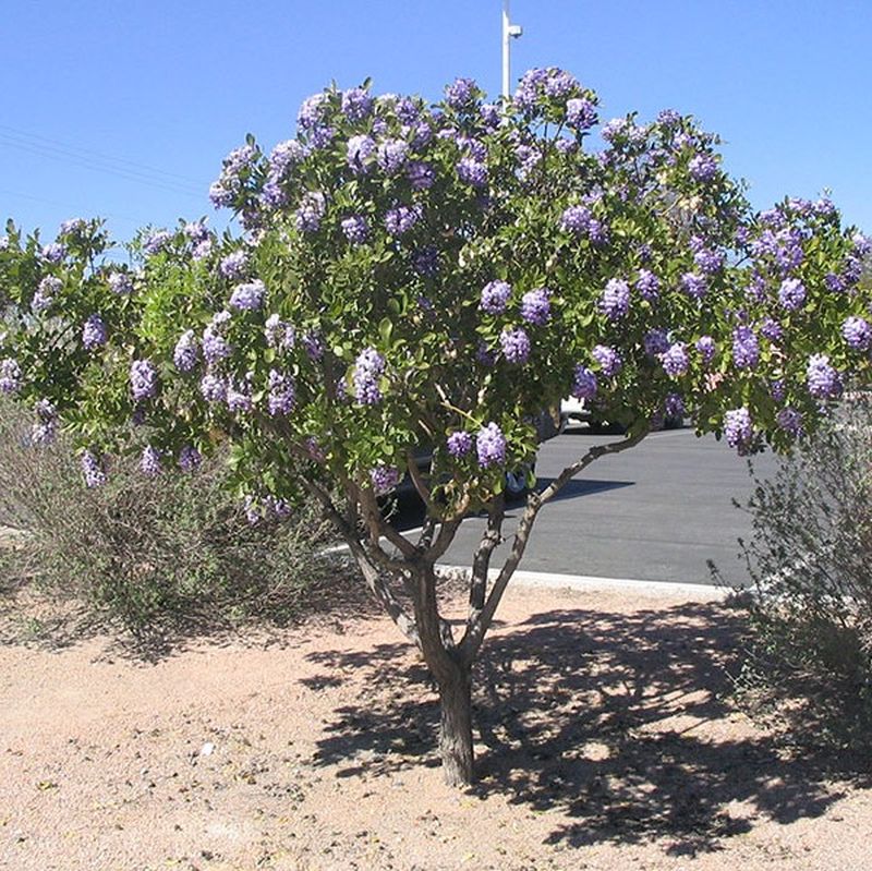 Texas Mountain Laurel Tree Star Nursery Garden and Rock Centers