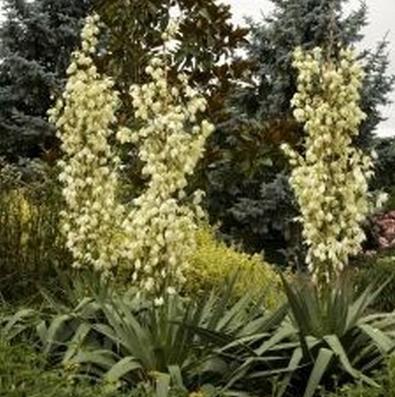 Weeping Yucca