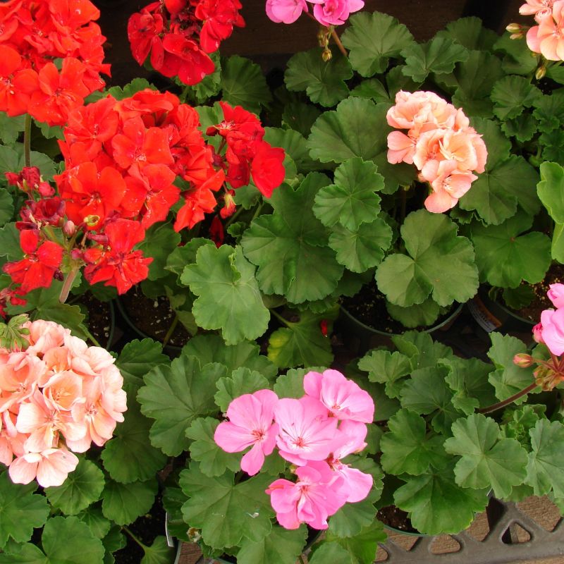Zonal Geranium Star Nursery Garden and Rock Centers