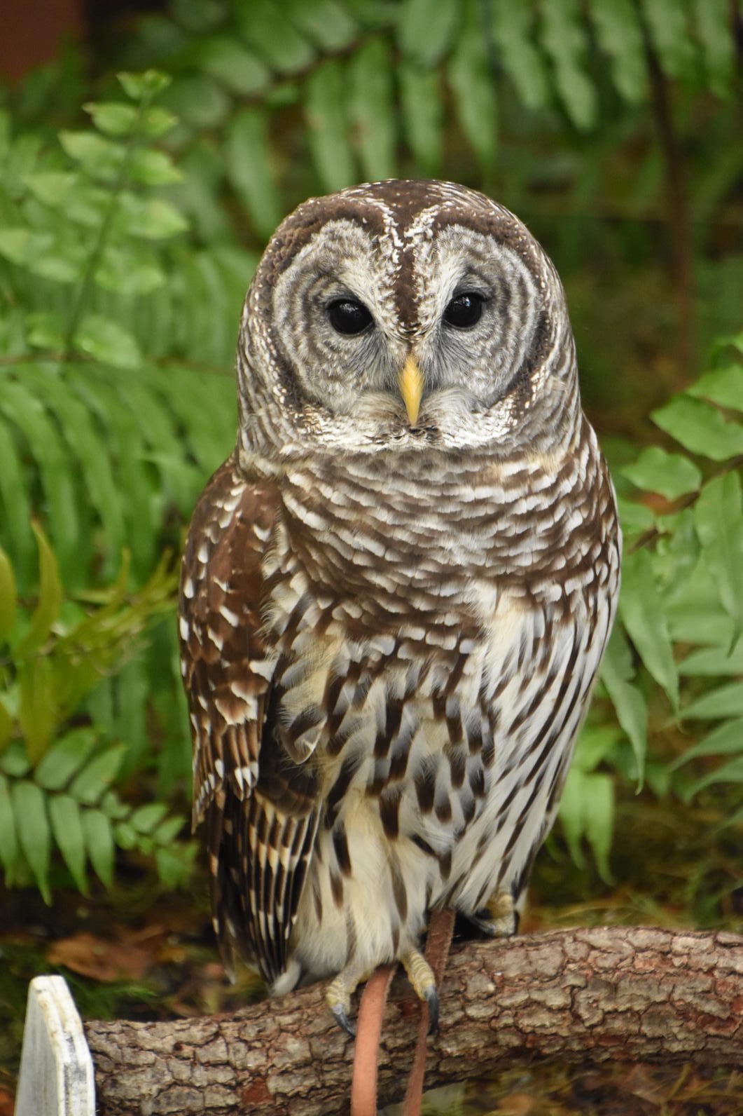 Owl_Birds Ringtone Download StartMusically