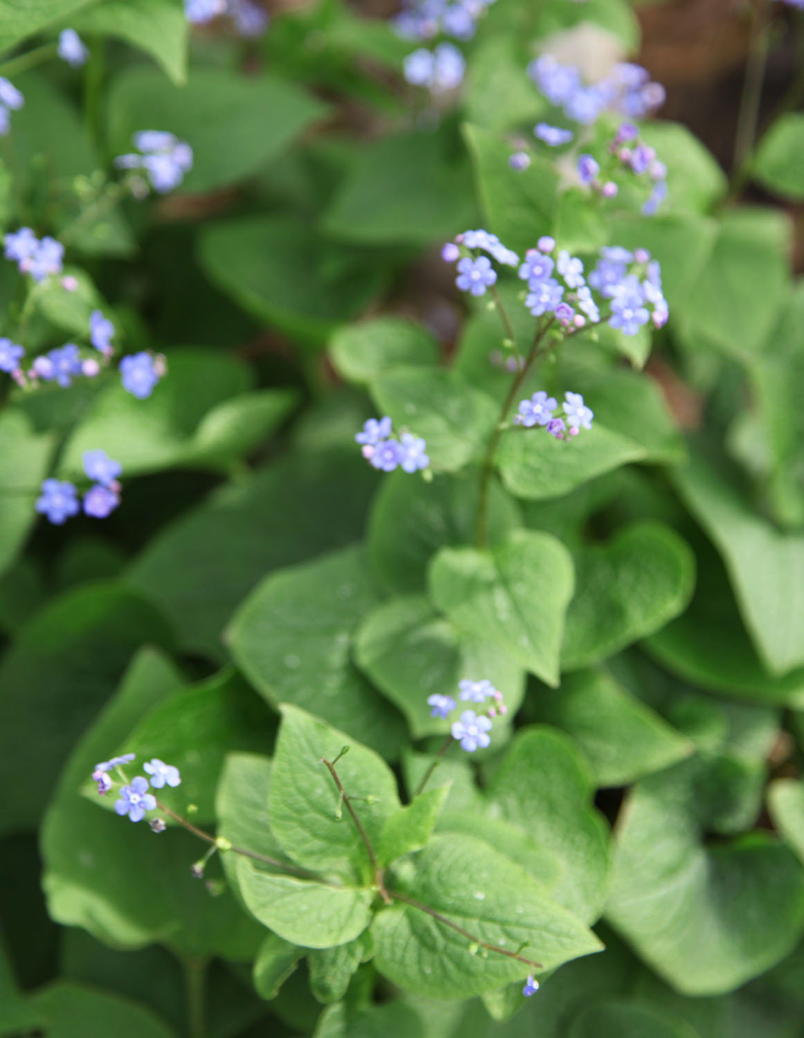 Plant of the Week Brunnera Macrophyla (False