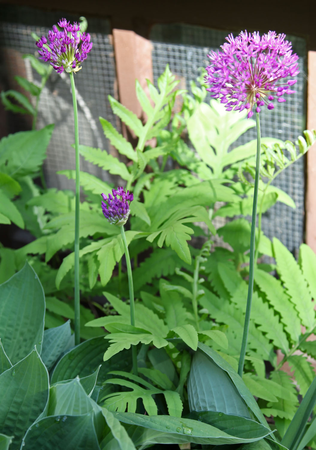 Plant of the Week Alliums (Ornamental Onions) Stately Kitsch