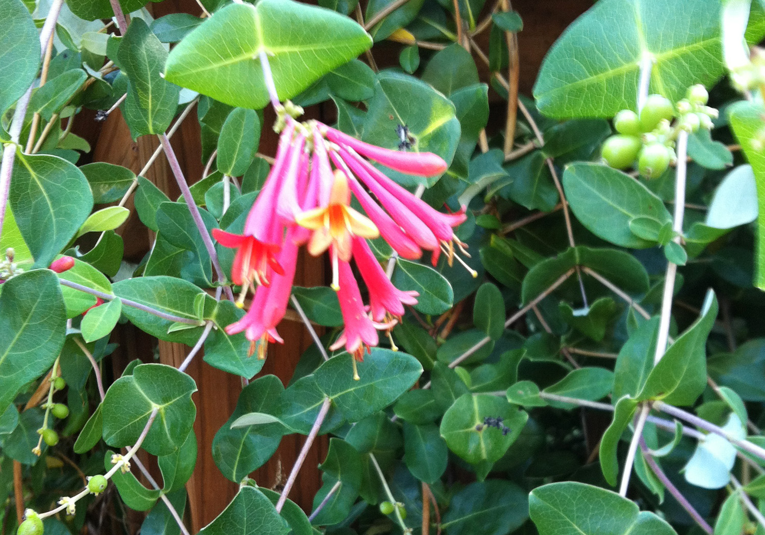 Blooming This Week WEEDS, Native Honeysuckle & Ironweed Stately Kitsch