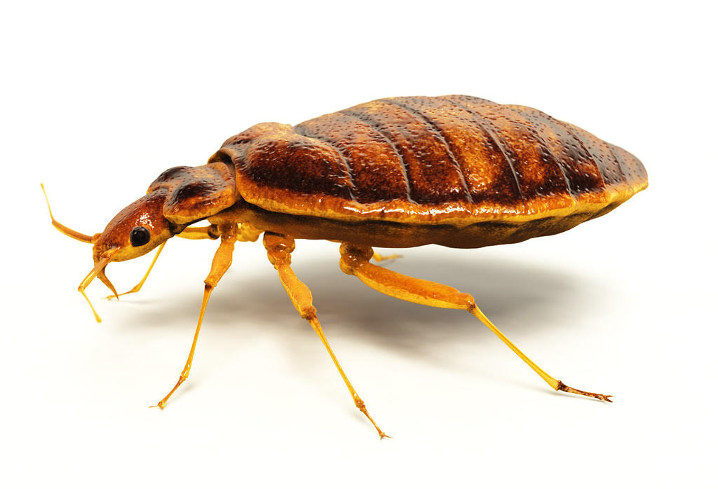 Bed Bug Treatment Staten island