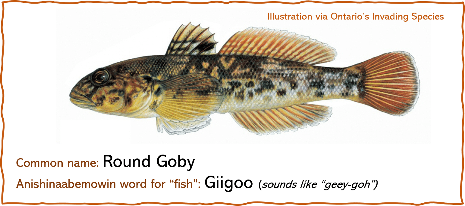 Fishing for facts how is the Round Goby so successful? State of the Bay