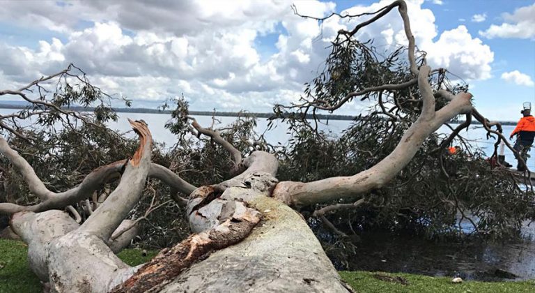Tree Removal/Tree Felling Statewide Tree Service
