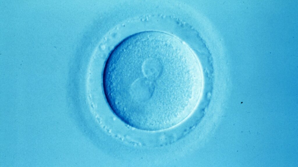 How overturning Roe could affect testing of embryos in IVF clinics STAT