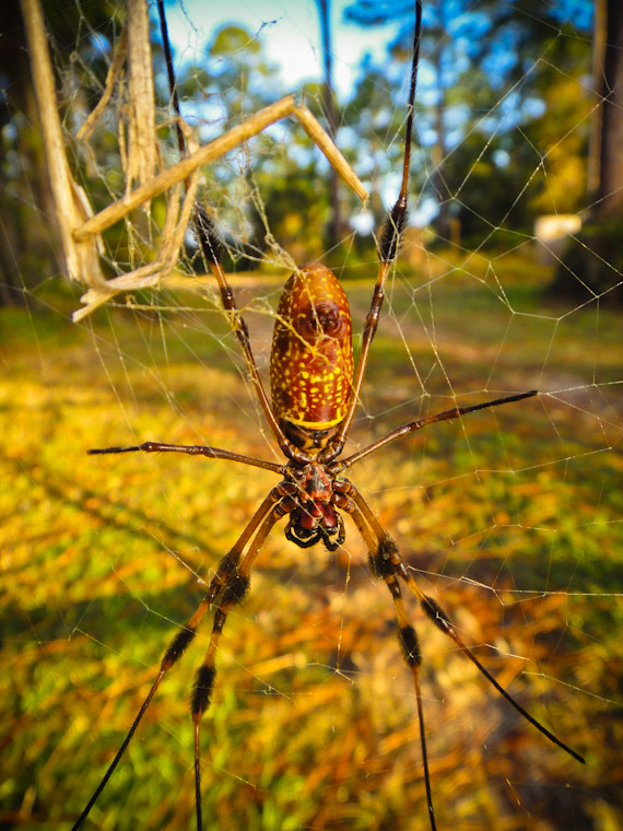 Golden Silk OrbWeaver Spider