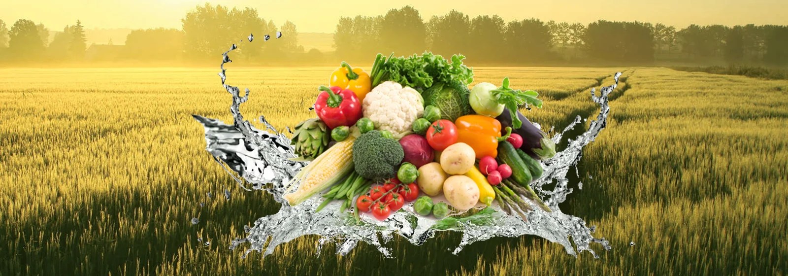 STAUNCH FOOD AND SPICES Tuticorin coir pith and coir products exporters Tuticorin Coconut