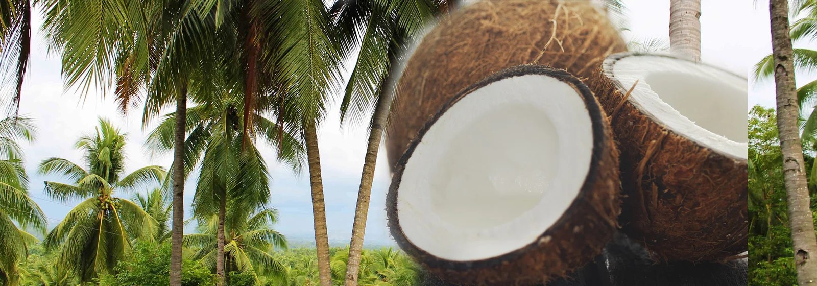 STAUNCH FOOD AND SPICES Tuticorin coir pith and coir products exporters Tuticorin Coconut