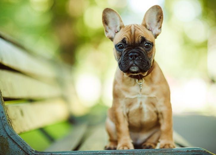 The Best Dog Breed for Every Zodiac Sign
