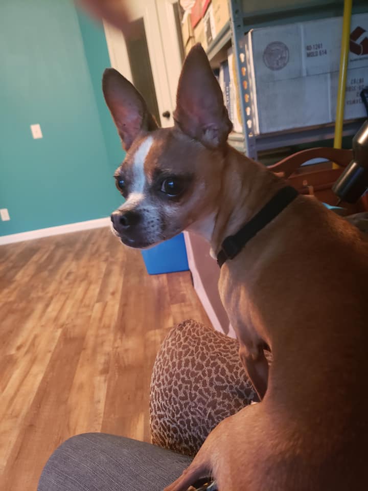 Tessa BoChi (Boston Terrier Chihuahua mix) South Texas Boston