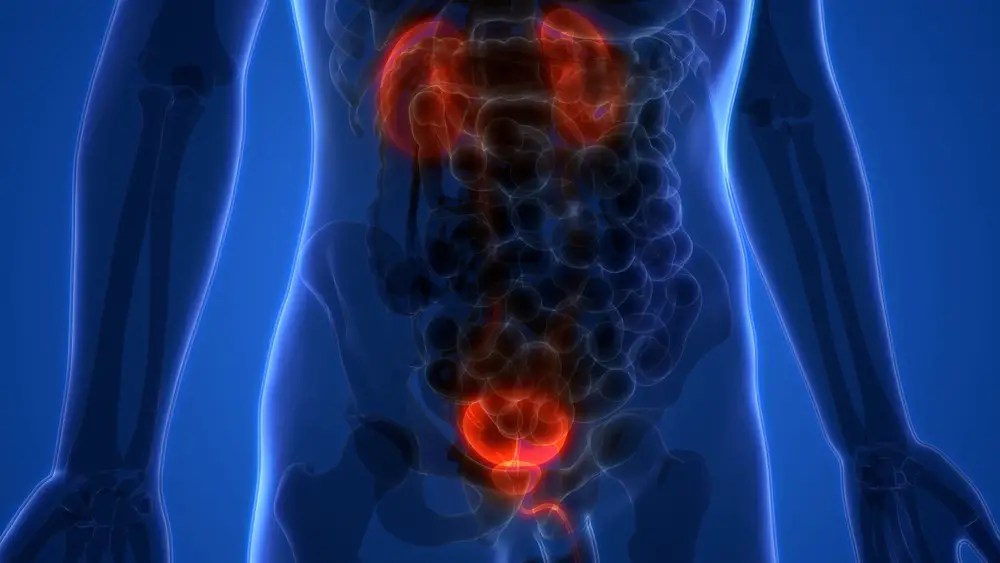 Bladder Function anatomy, function, diseases, images