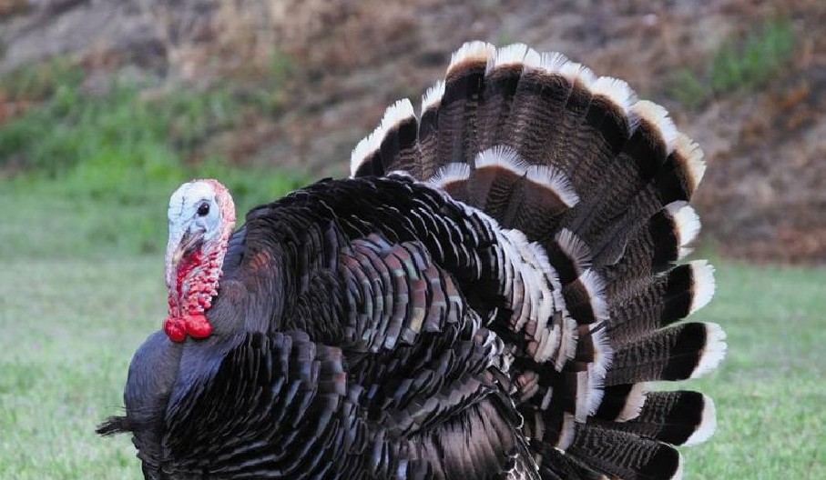 New WATOK regulation in time for Christmas Turkeys St