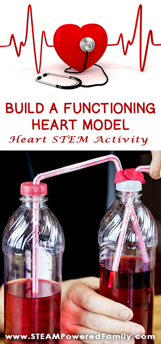 Build A Functioning Heart Model Genius Heart STEM Activity & Printable