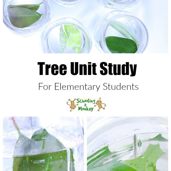 How Do Trees Make Oxygen? NoPrep Science Experiment