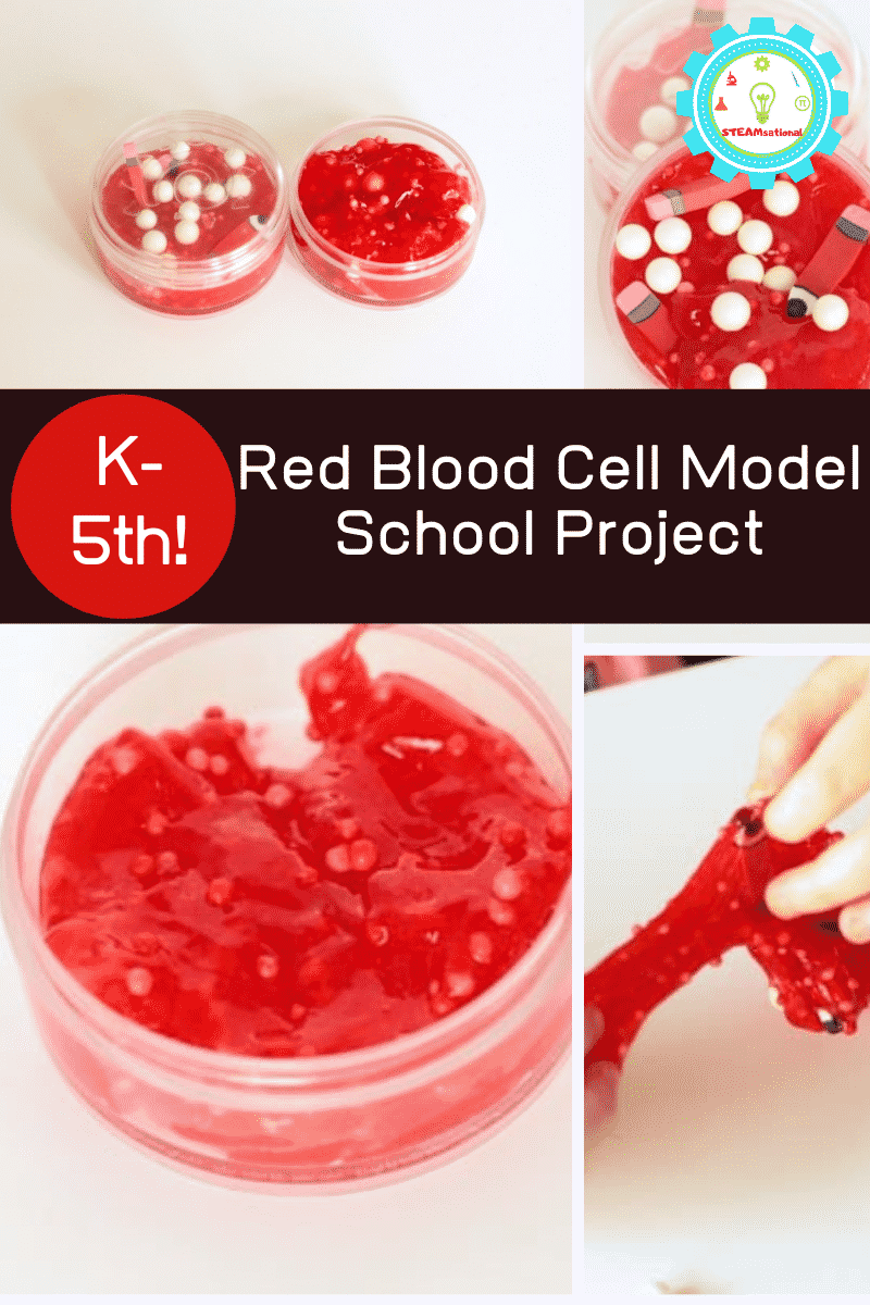How to Make a Blood Model Project for Halloween or School