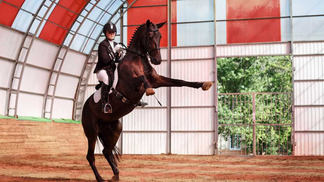 Indoor Riding Arenas Types, Features, Benefits, and Cost