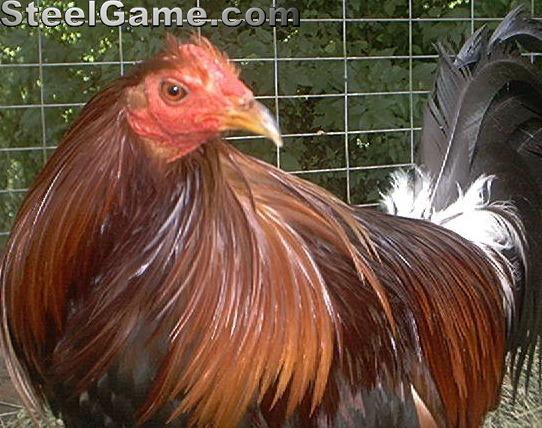 Barnes Blueface Hatch Photo Gallery