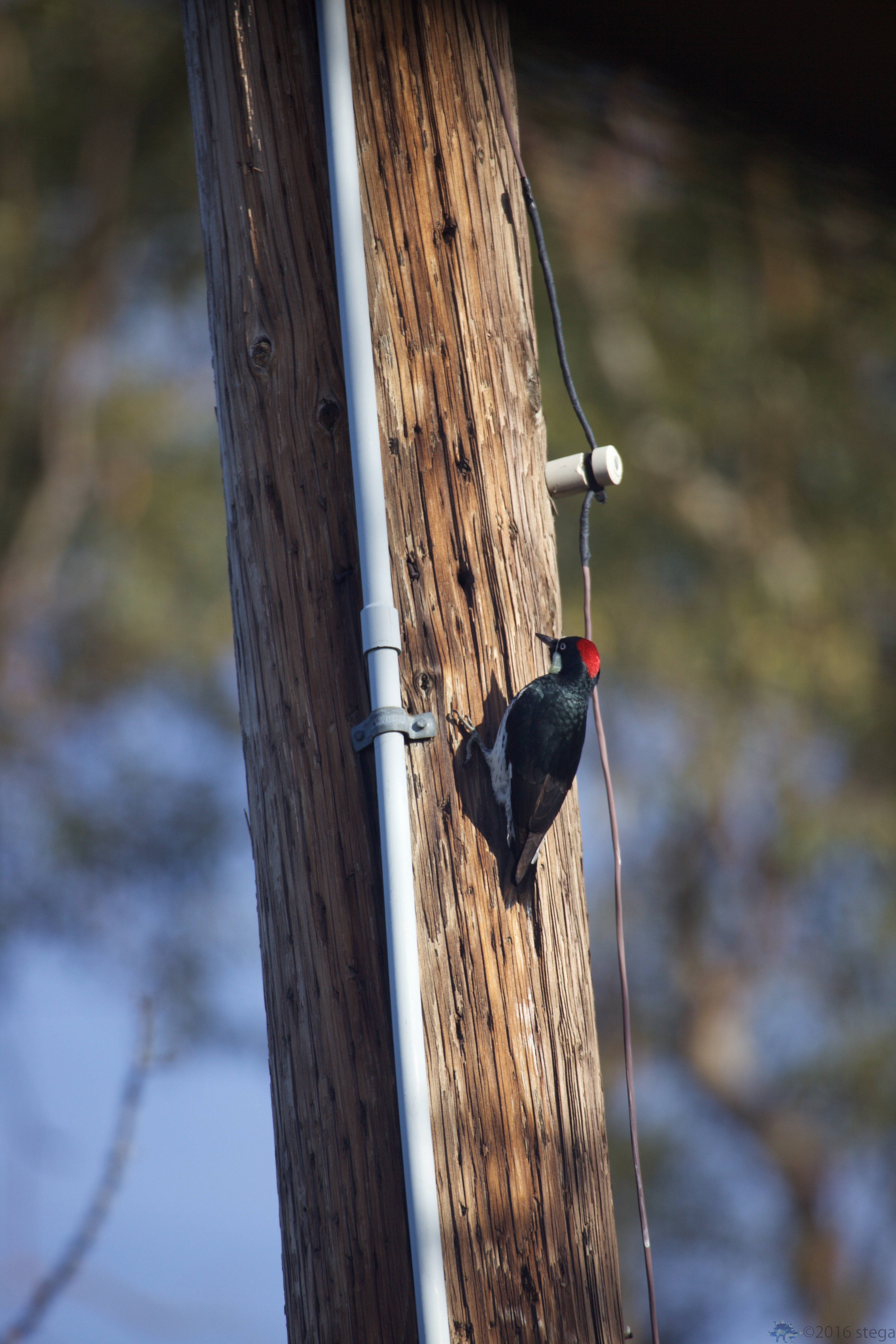 Woodpecker Outside My Window