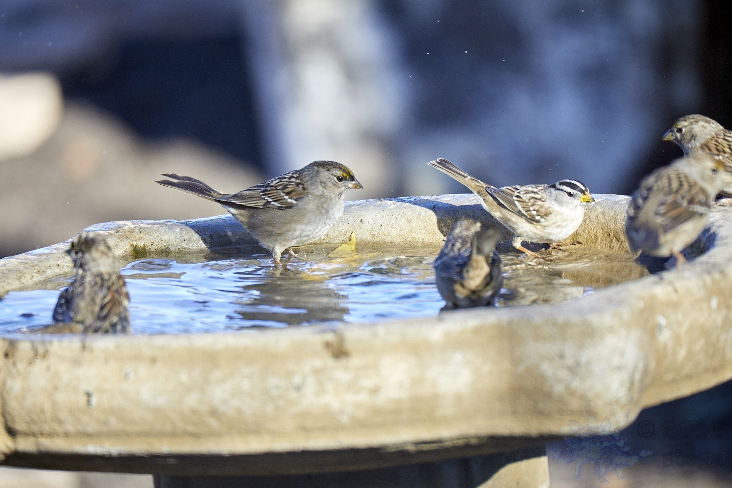 Outside My Window Sparrows