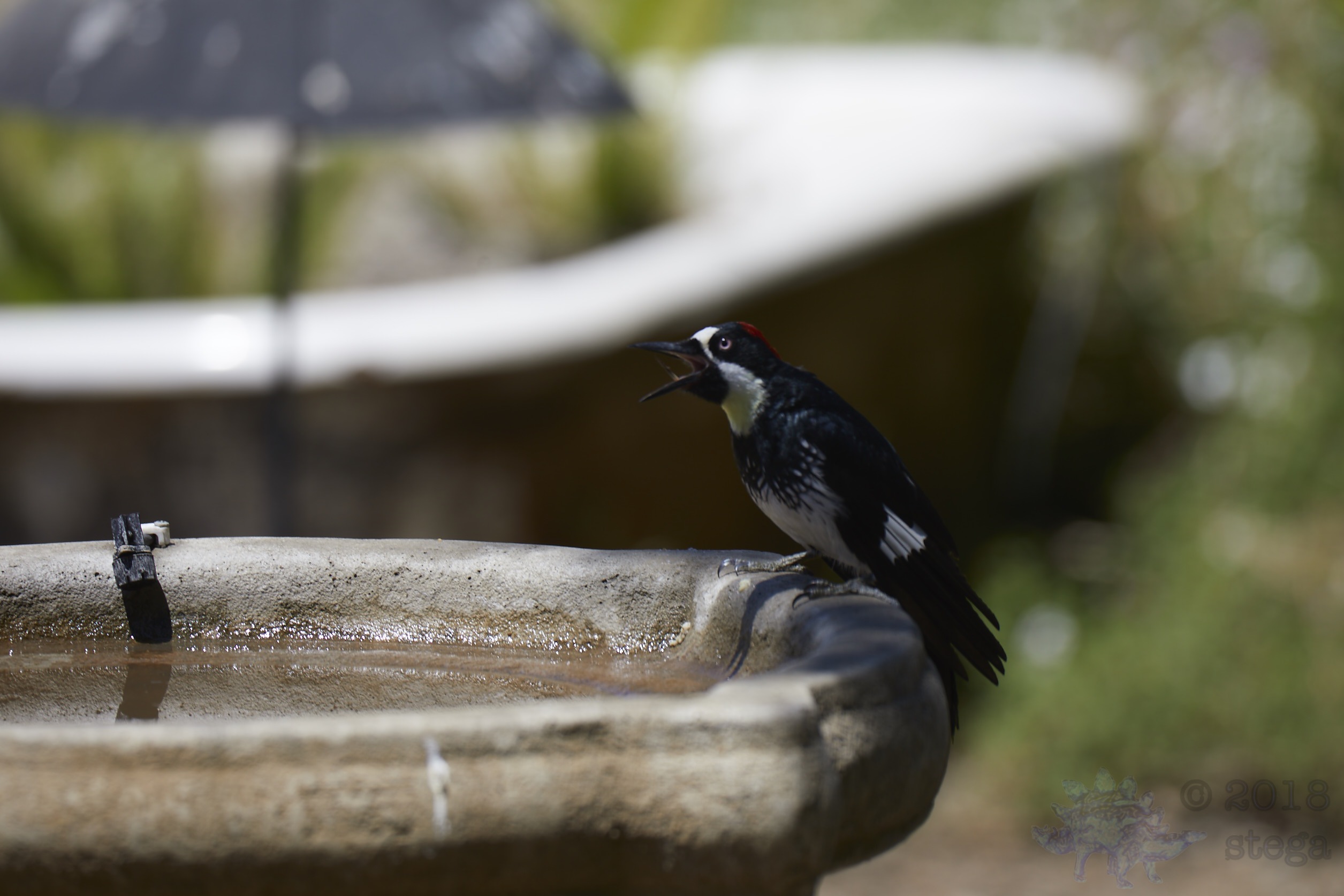 Outside My Window Acorn Woodpecker with wary visitors (13 Images