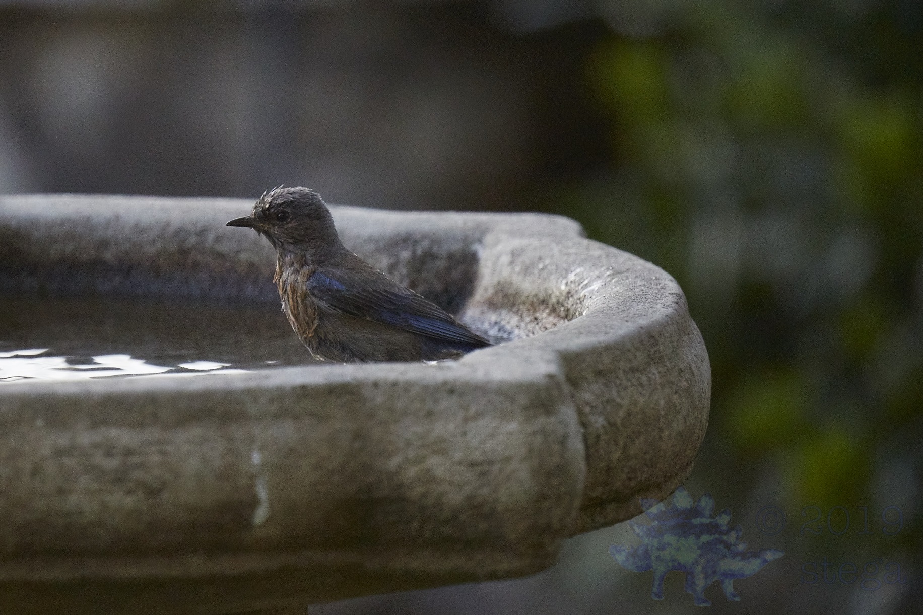 Western Bluebird Outside My Window