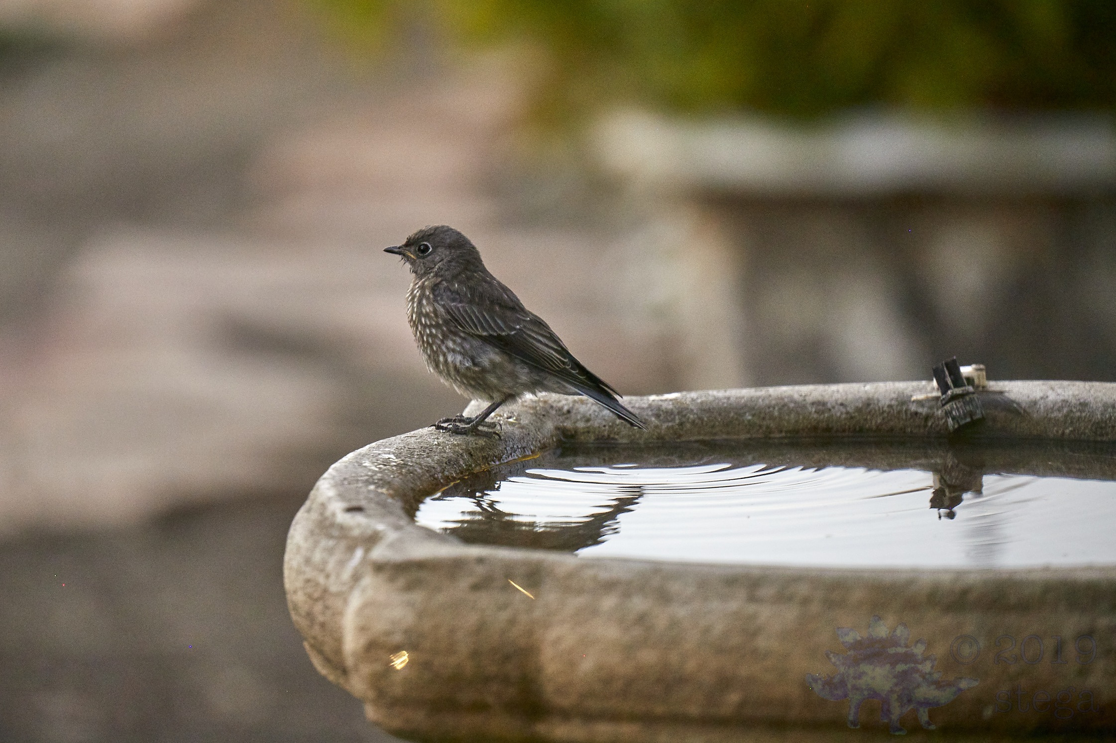 Western Bluebird Outside My Window