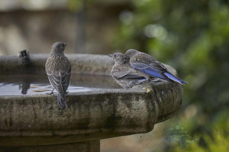 Western Bluebirds Outside My Window