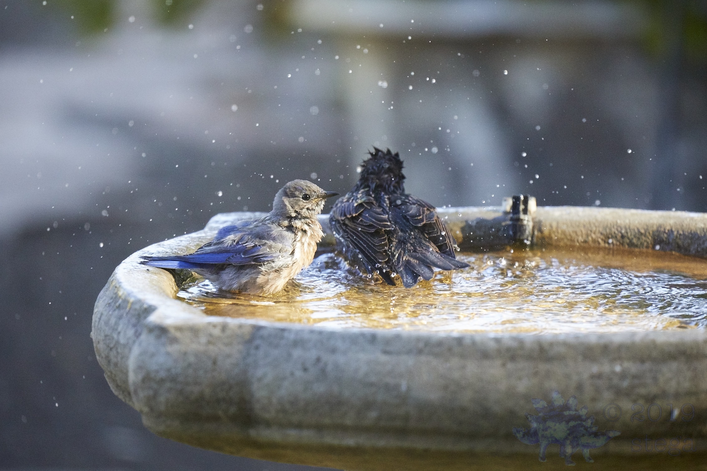 Western Bluebird Outside My Window