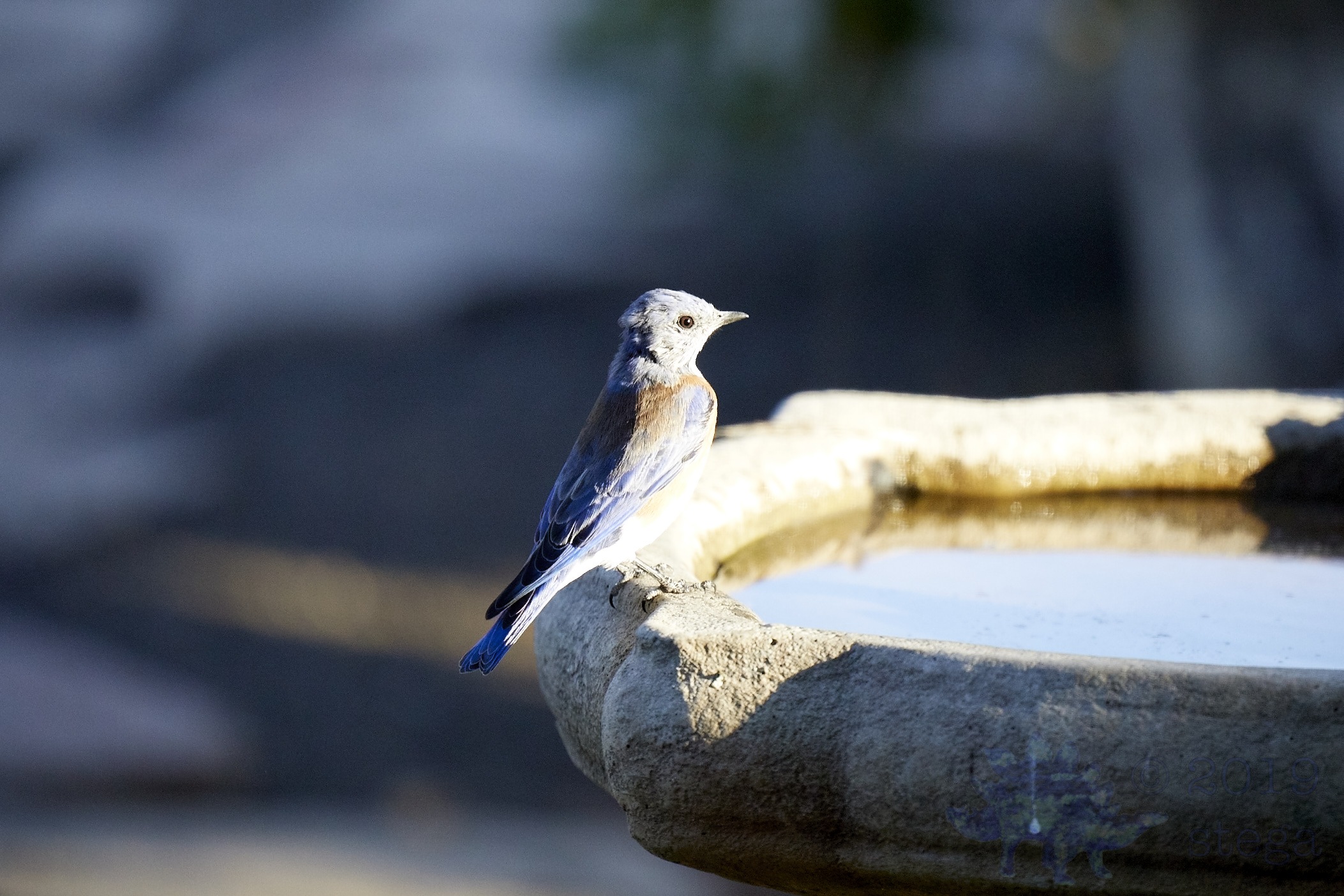 Western Bluebird Outside My Window