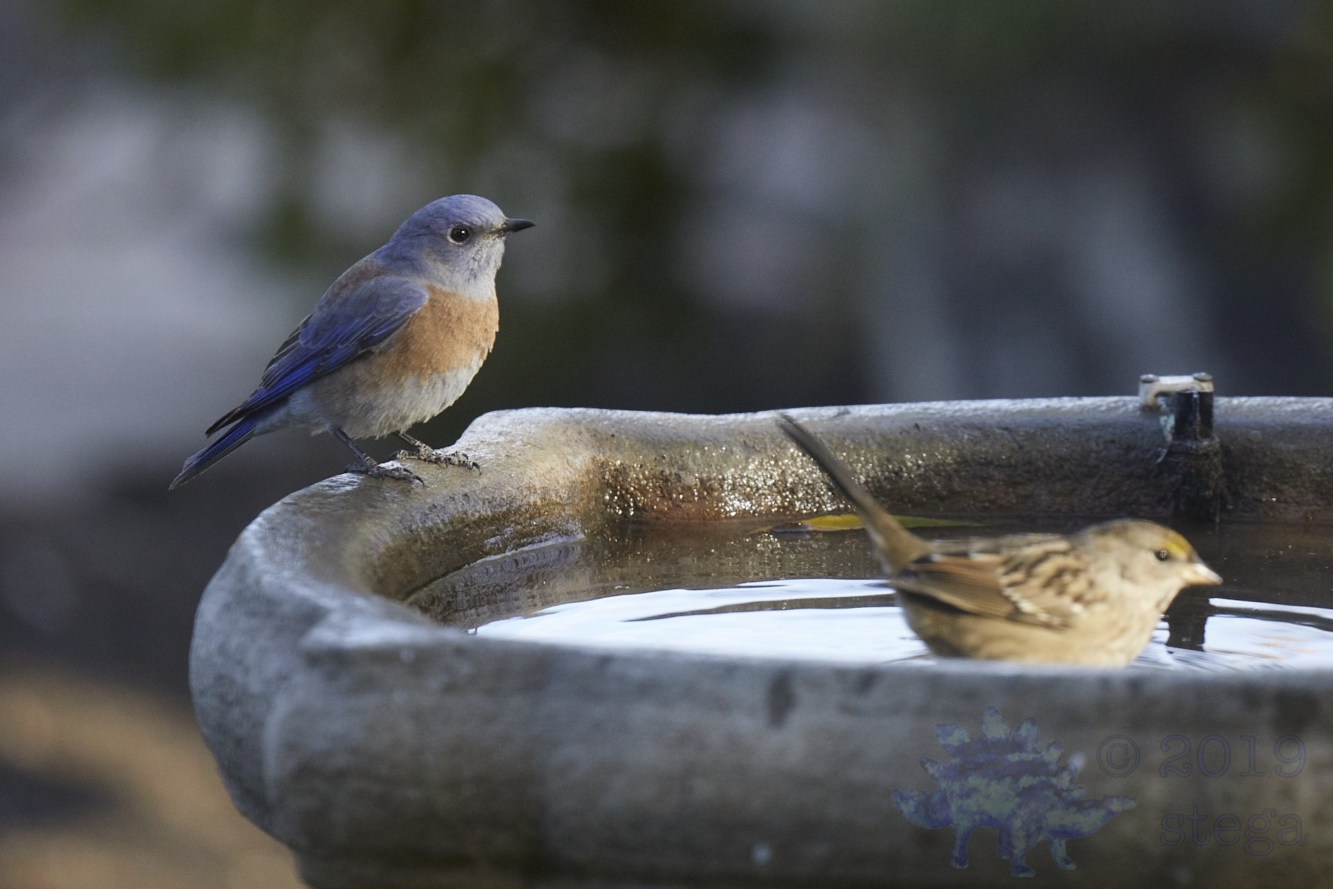 Western Bluebird Outside My Window