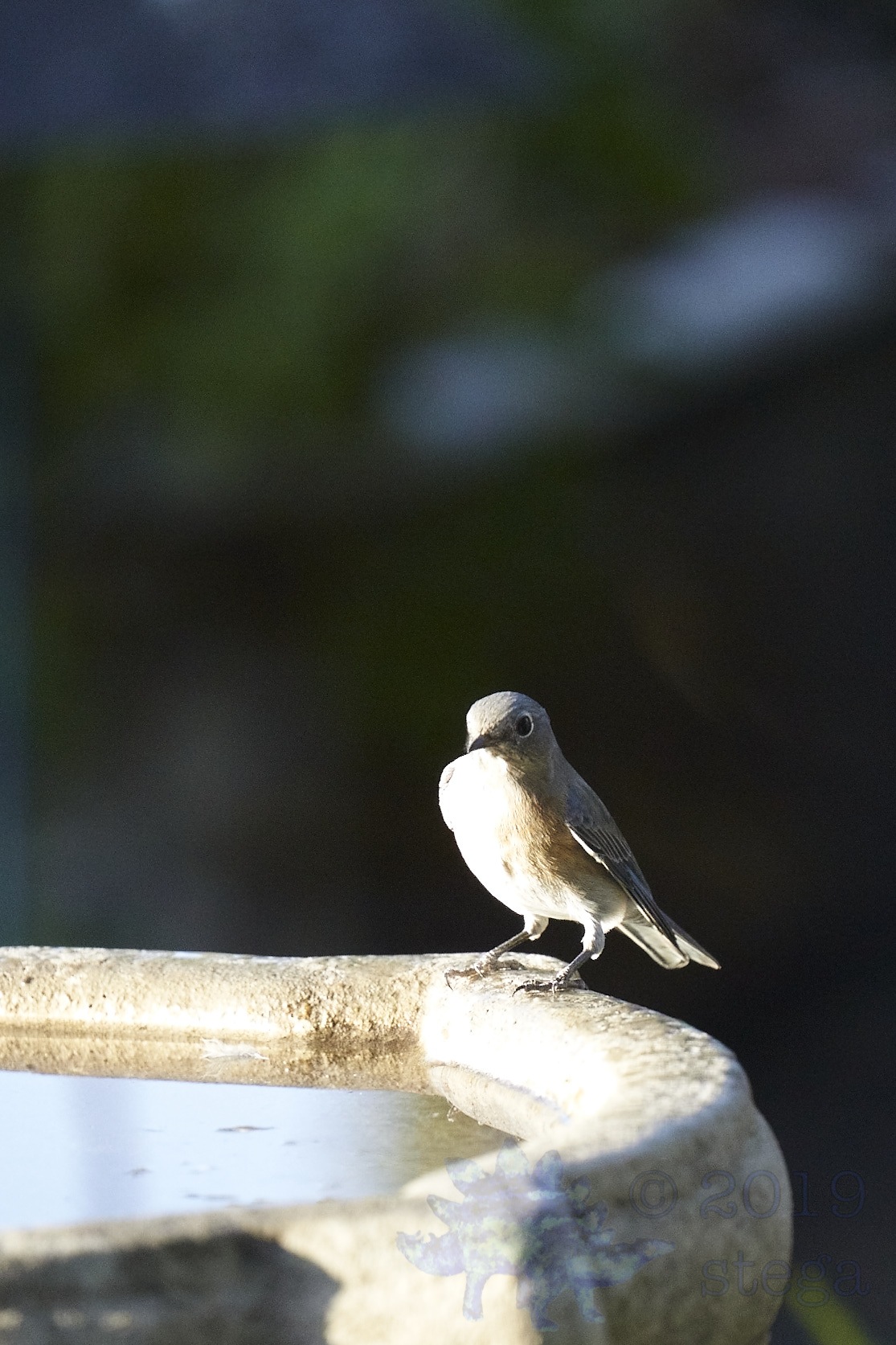 Western Bluebird Outside My Window