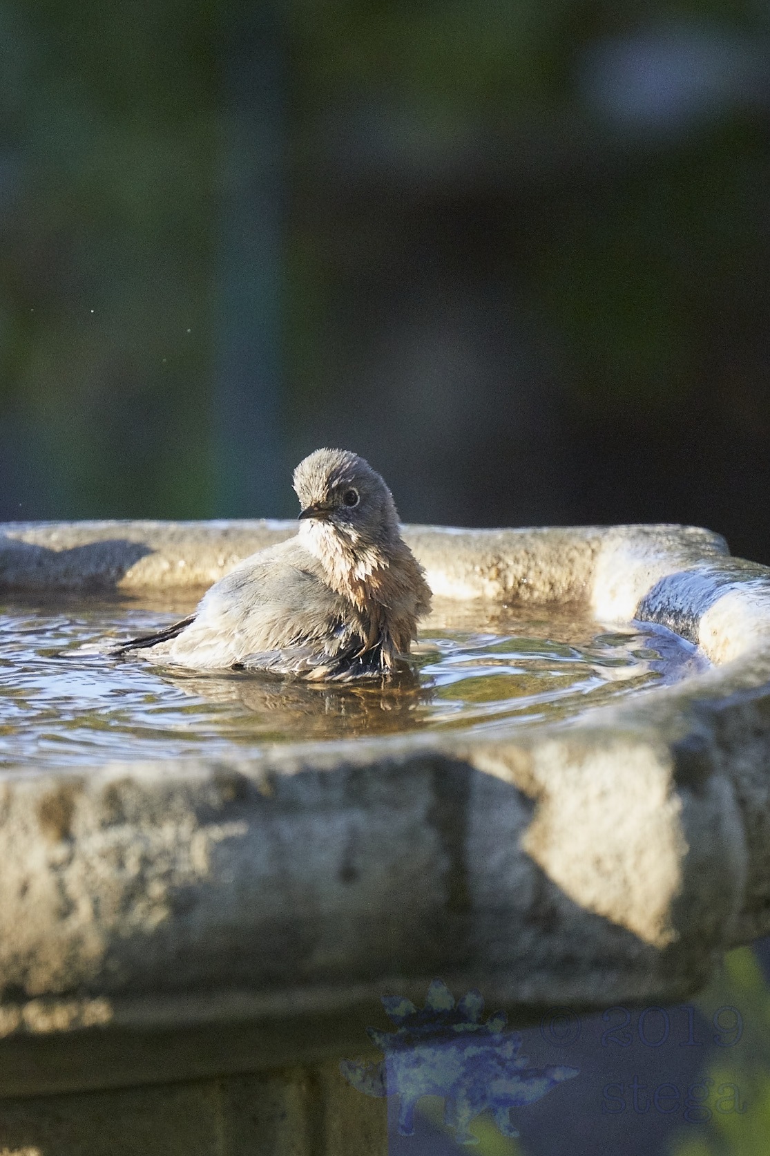 Western Bluebird Outside My Window