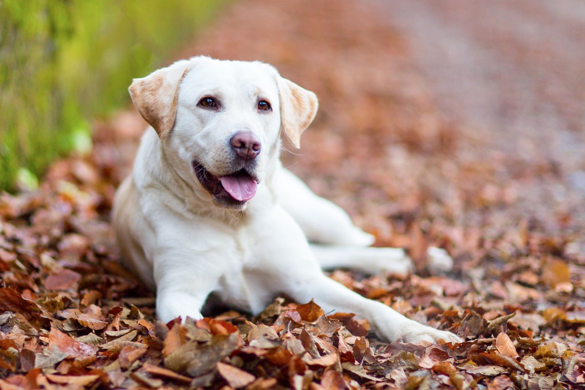 Top Dog Breeds Prone to Arthritis (+ Symptoms & Solutions)